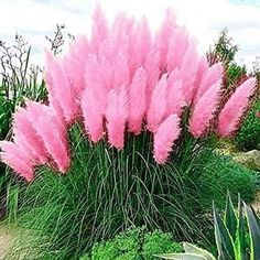 pink flowers are in the middle of some green plants