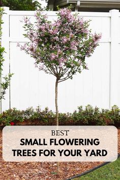 a small flowering tree in front of a white fence with the words best small flowering trees for your yard