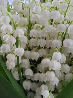 white flowers with green stems in a vase