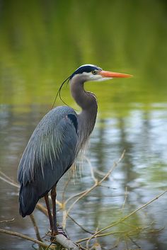 a large bird standing on top of a tree branch next to the water's edge