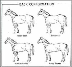 four different types of horses are shown in this diagram, and each horse has the same name