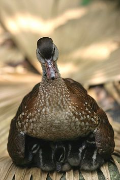 a close up of a bird laying on top of a wooden floor next to leaves