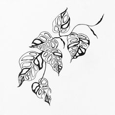 Monstera black and white graphic art, tattoo design Plant Tattoo Filler Ideas, Monstra Plant Tattoo, Thai Constellation Monstera Tattoo, Monstera Vine Tattoo, Monstera Adansonii Tattoo, Plant Tattoo Stencil, Leg Tattoos Female, Monstera Leaves Tattoo, Monstera Tattoos Leaves