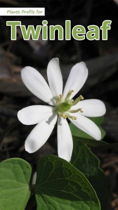 a white flower with green leaves in the foreground and text that reads, plants profile for twinleaf