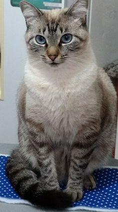 a cat sitting on top of a blue mat