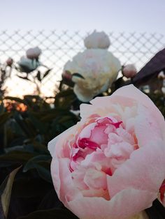 pink and white peonies in front of a fence with barbed wire behind them