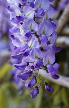 purple flowers are blooming in the garden