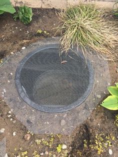 a hole in the ground with plants growing out of it