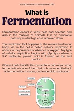 an article about fermentation and its effects on the body's health