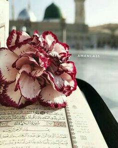 a red and white flower sitting on top of an open book in front of a building