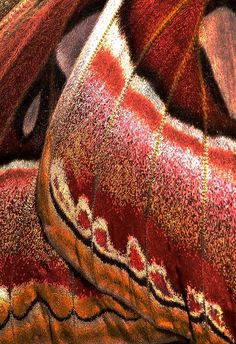 a close up view of a butterfly's wing