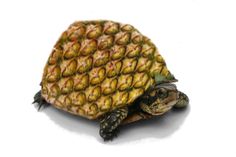 a close up of a small turtle on a white background with the image of a pineapple