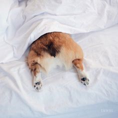 a brown and black dog laying on top of a white sheet covered bed next to pillows