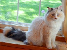 a white cat sitting on top of a window sill