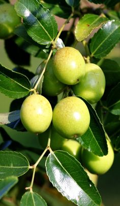 some green fruits hanging from a tree branch