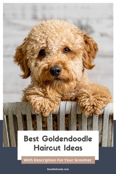 a dog sitting on top of a wooden chair with the words best goldendoodle haircut ideas