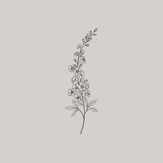 Tattoo Ideas Larkspur, Fireweed Drawing Tattoo Ideas, Larkspur Flower Drawing Tattoo Ideas, Larkspur Embroidery, Fireweed Drawing, Larkspur Tattoo Design, Larkspur Flower Drawing, Larkspur Drawing, Fireweed Tattoo