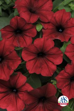 red petunias with green leaves in the background