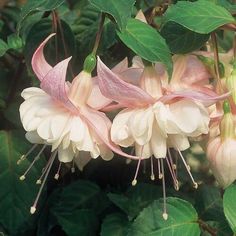 pink and white flowers with green leaves in the background