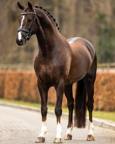 a brown horse standing on top of a road