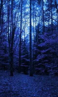 the woods are full of purple leaves and trees with blue lights on them at night