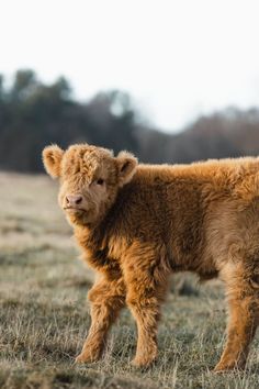 a small brown cow standing on top of a grass covered field with trees in the background