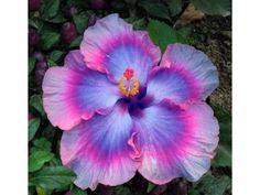 a blue and pink flower in the middle of some leaves with other flowers around it