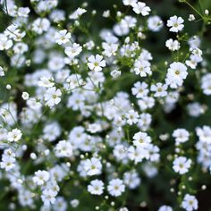 small white flowers are growing in the grass