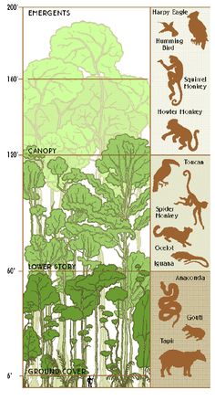 the different types of plants and animals are shown in this diagram, with each type of plant