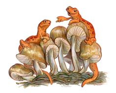 an image of three frogs sitting on top of some mushrooms with one frog pointing at the other