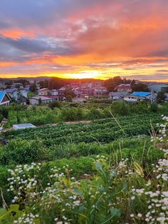 the sun is setting over an urban area with flowers and buildings in the background,