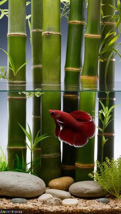 a red fish swimming in an aquarium next to some bamboos and rocks with water