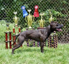 a dog standing in the grass next to trophies