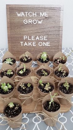 there are many small pots with plants in them on the table next to a sign that says watch me grow please take one