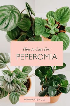 three potted plants with the words top care tips for peperomia on them