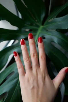 Bold red nail manicure Gel Manicure At Home, Hot Tamale, Hot Tamales, Red Nail, Manicure At Home, Nail Manicure