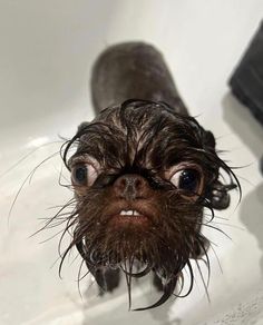 a wet dog standing in a bathtub with water on it's face and eyes