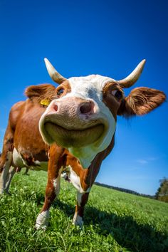 a brown and white cow standing on top of a grass covered field with its tongue hanging out