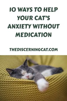 Unlike humans, cats can’t describe exactly how they’re feeling, but they use their behavior and body language to communicate distress and negative emotions to their fur parents. Anxiety in cats can show up in subtle