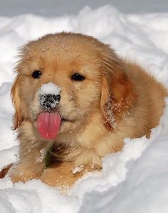 Aesthetic Puppy Pictures, Aesthetic Puppy, Golden Retriever Funny, A Golden Retriever, Puppy Pictures, A Dog, Golden Retriever, Cute Dogs, Cute Animals