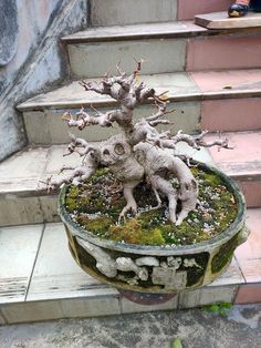 a bonsai tree in a pot on the steps