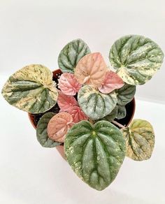 a potted plant with pink and green leaves