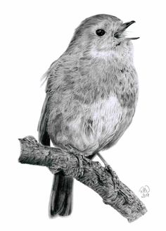 a pencil drawing of a bird sitting on a branch