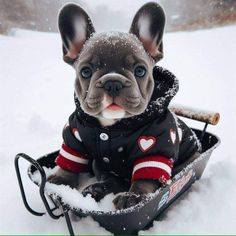 a small dog sitting in the snow wearing a jacket and holding a sled with it's paws