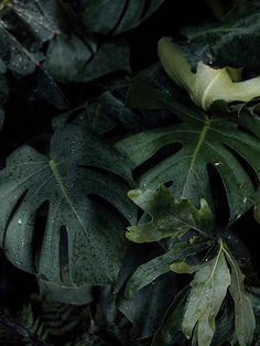 green leaves with drops of water on them in the dark night time, as well as raindrops