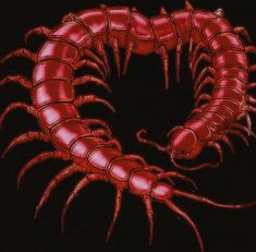 a drawing of a red centipeus on a black background