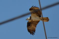 an ostrich flying in the air with its wings spread out and it's talon extended