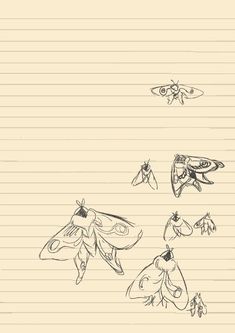 three moths on lined paper, one is flying and the other is looking at something