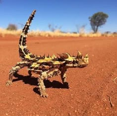 a small lizard sitting on top of a red dirt field