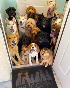 a group of dogs sitting in front of a door with their mouths open and tongue out